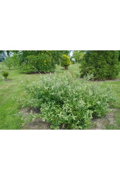 Верба тонкостовбурова Маунт Асо контейнер